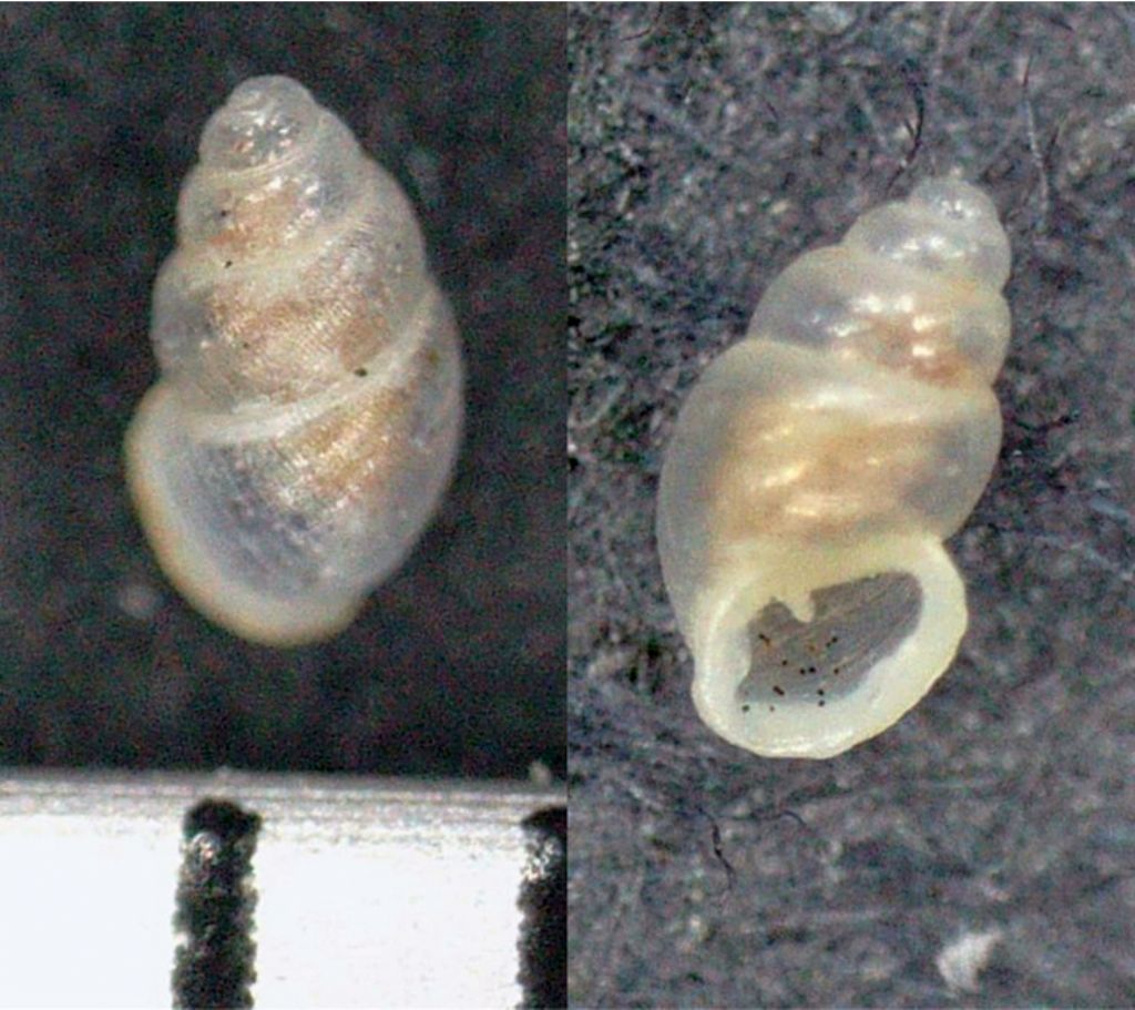 Carychium minimum?